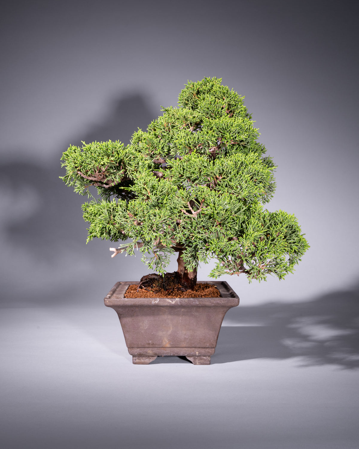 Juniperus chinensis – Chinesischer Wacholder