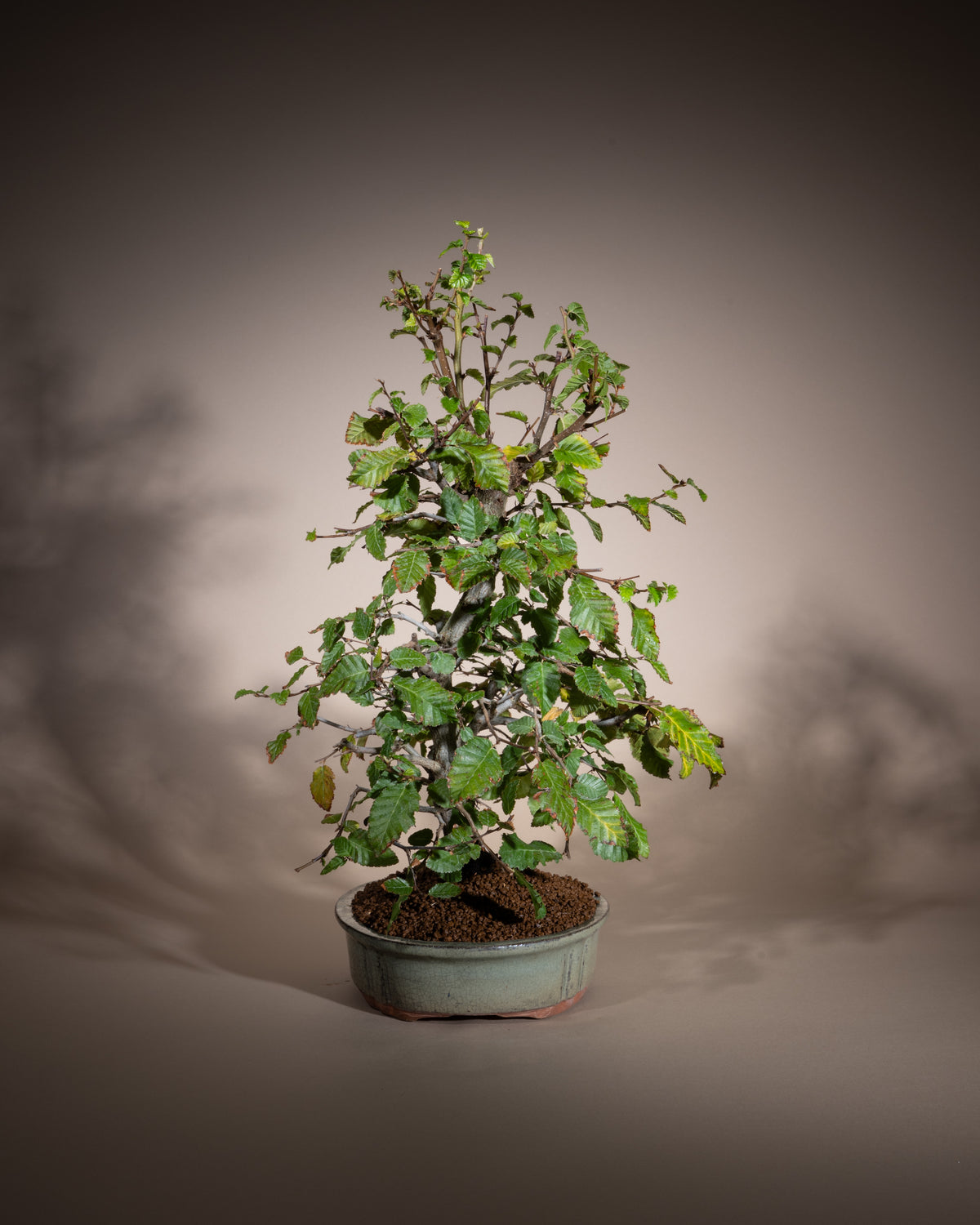Carpinus orientalis – Oriental Hornbeam