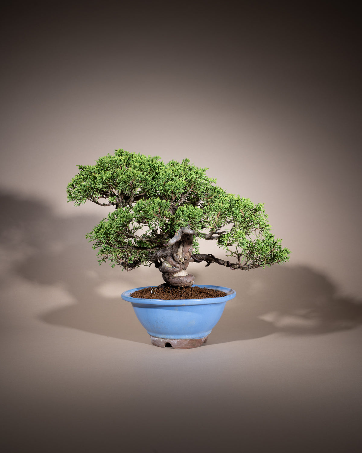 Juniperus chinensis 'Itoigawa' – Chinesischer Wacholder