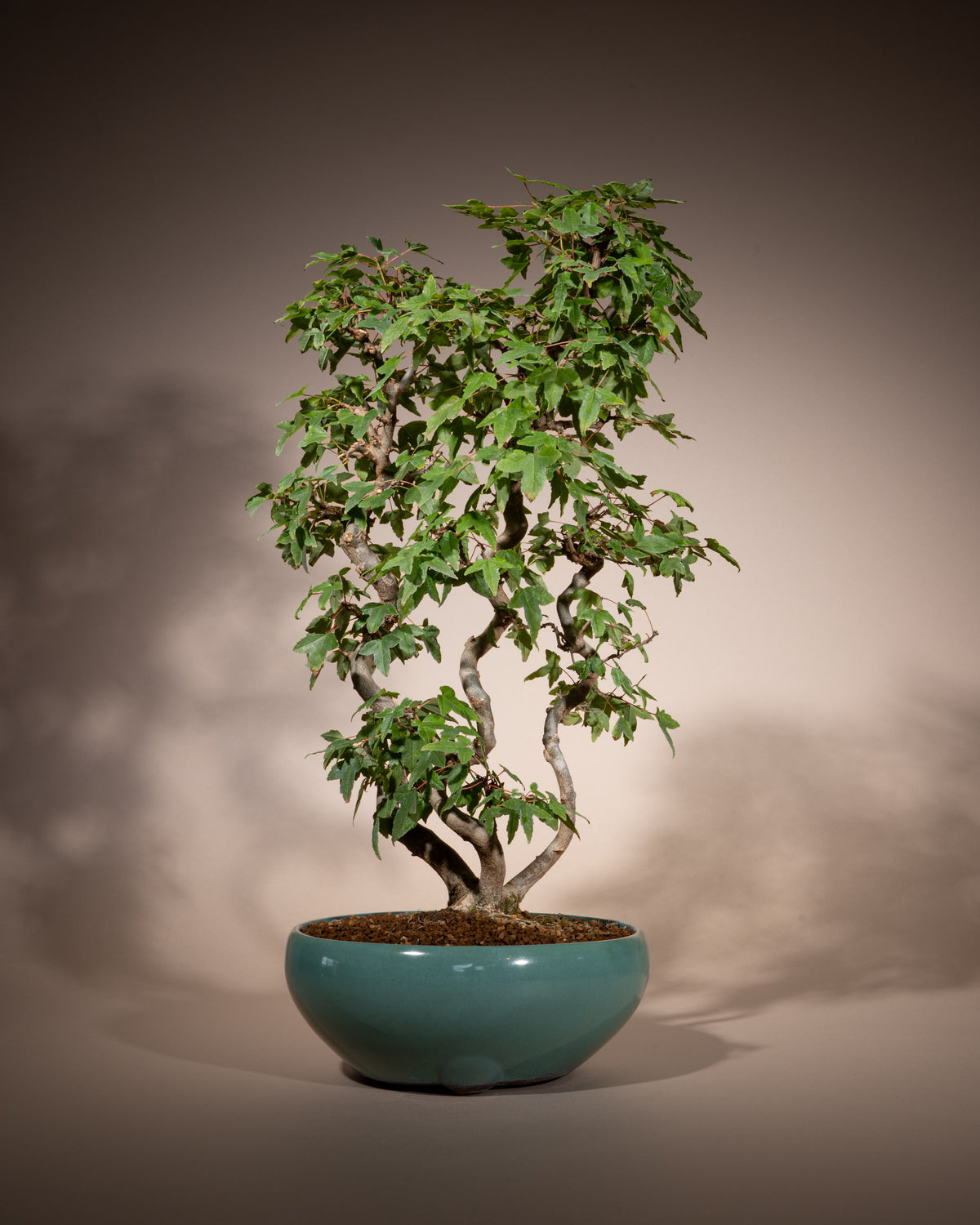 Acer buergerianum – Dreispitz-Ahorn
