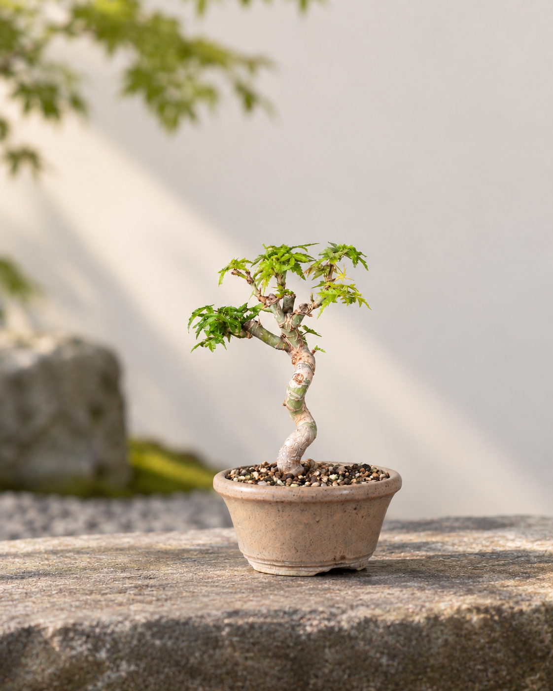 Acer palmatum 'Kotohime' – Fächer-Ahorn
