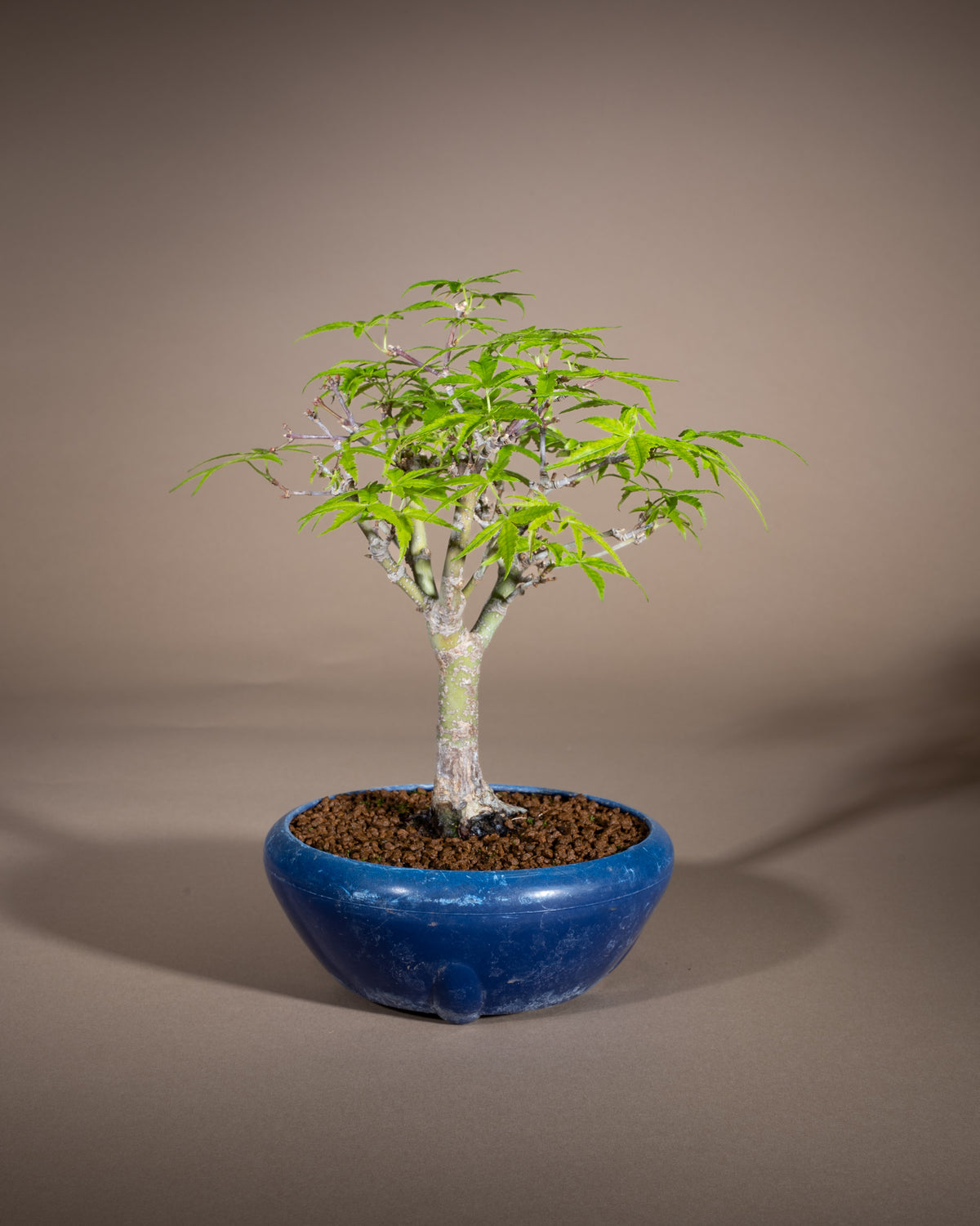 Acer palmatum 'Nagaragawa' – Fächer-Ahorn