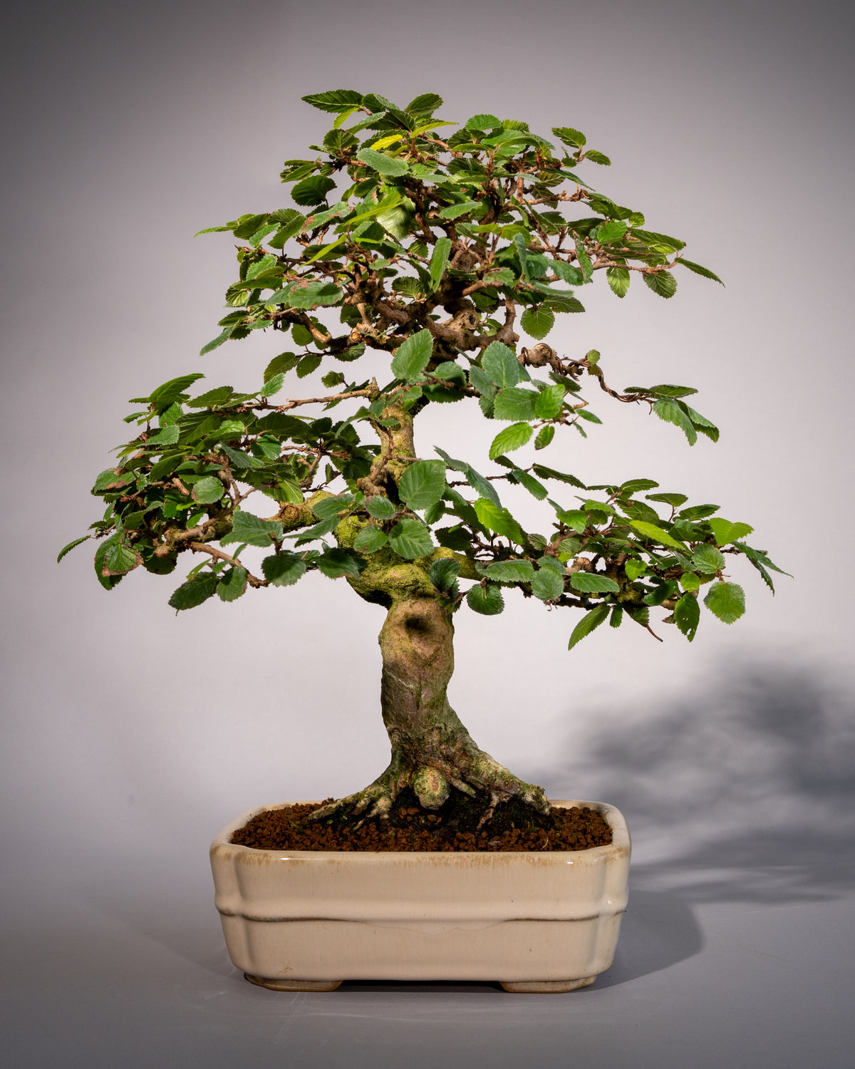 Carpinus coreana – Koreanische Hainbuche