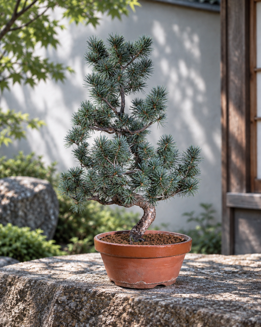 Pinus pentaphylla – Pino bianco giapponese