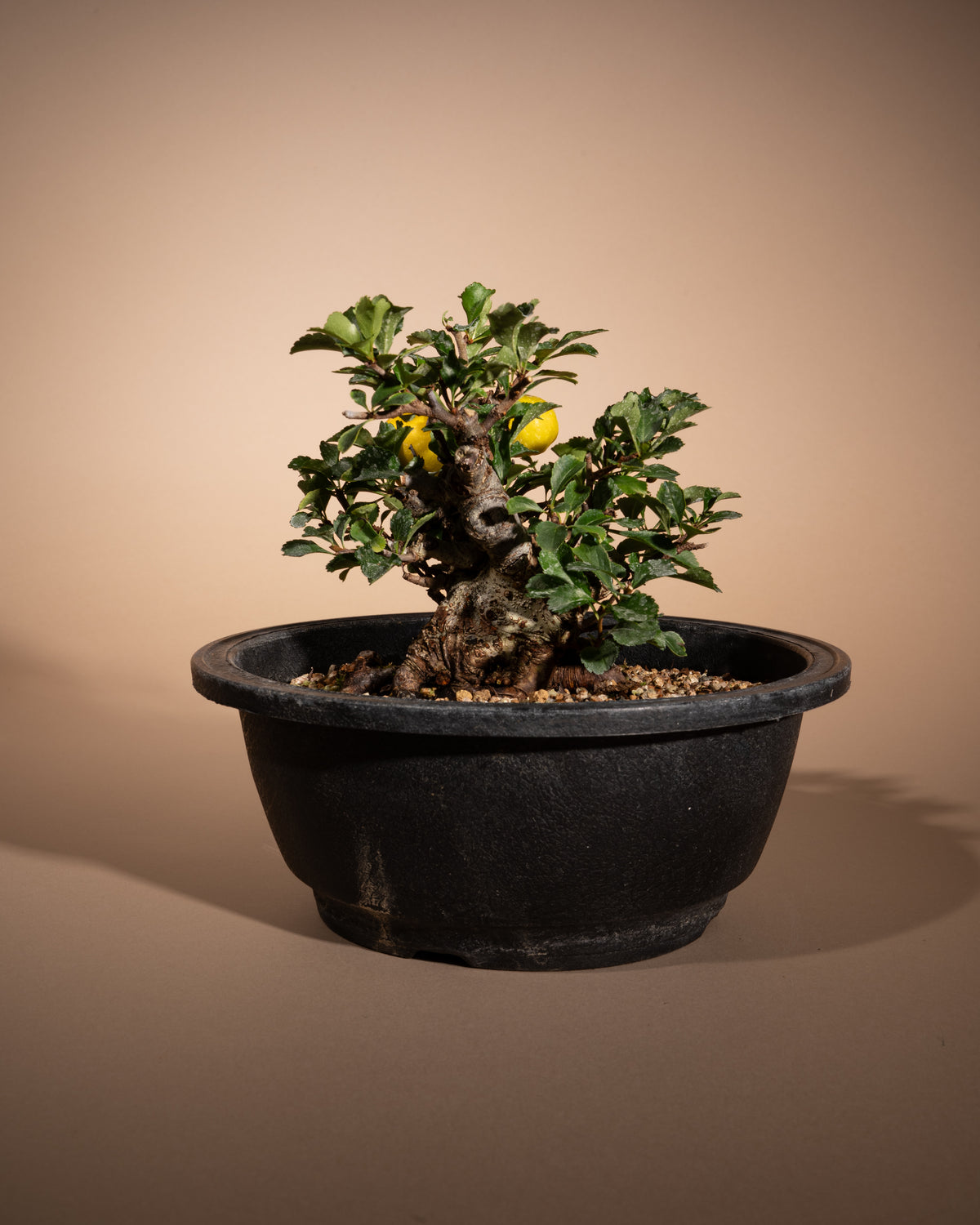 Chaenomeles speciosa – Chinesische Zierquitte