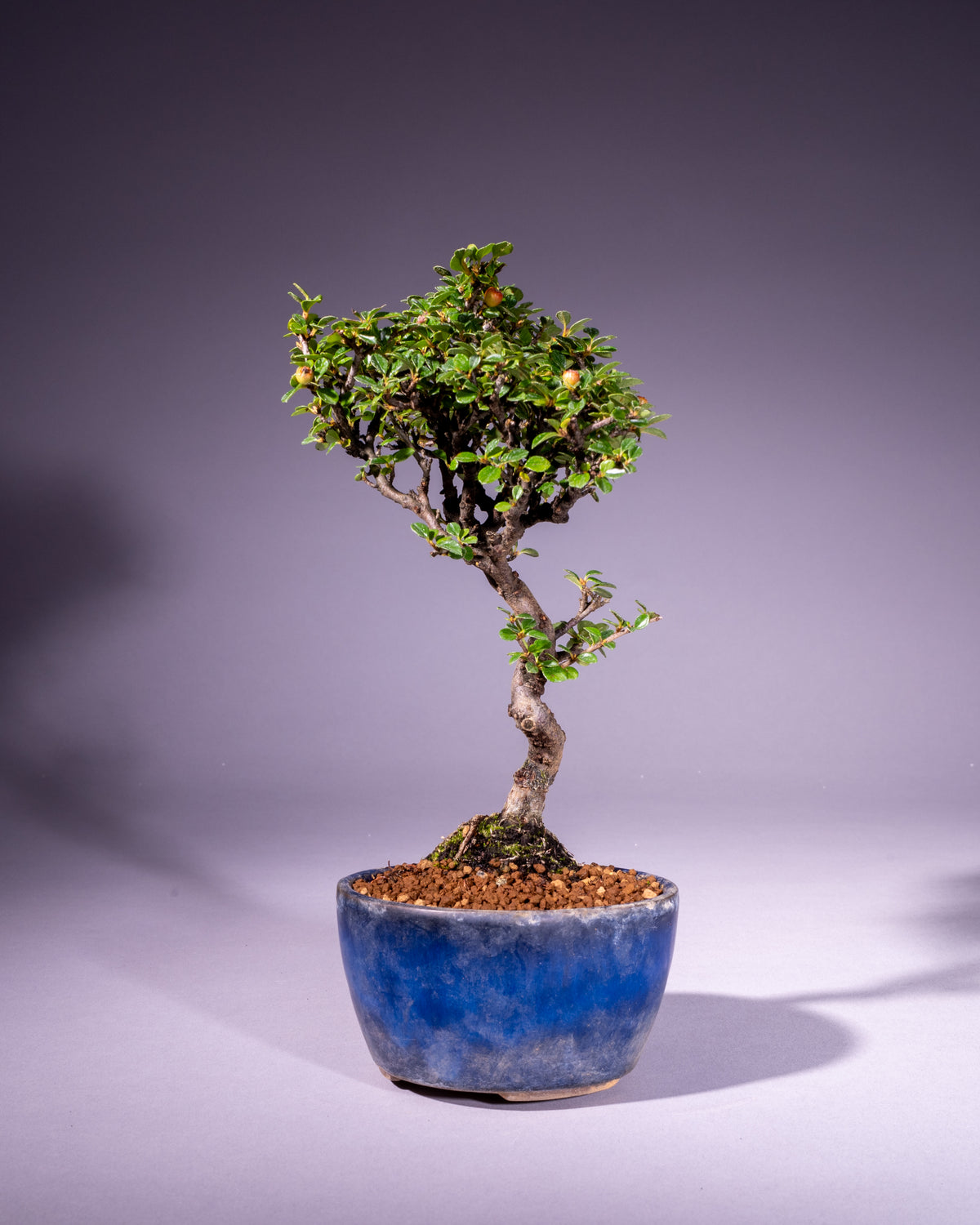Cotoneaster – Zwergmispel
