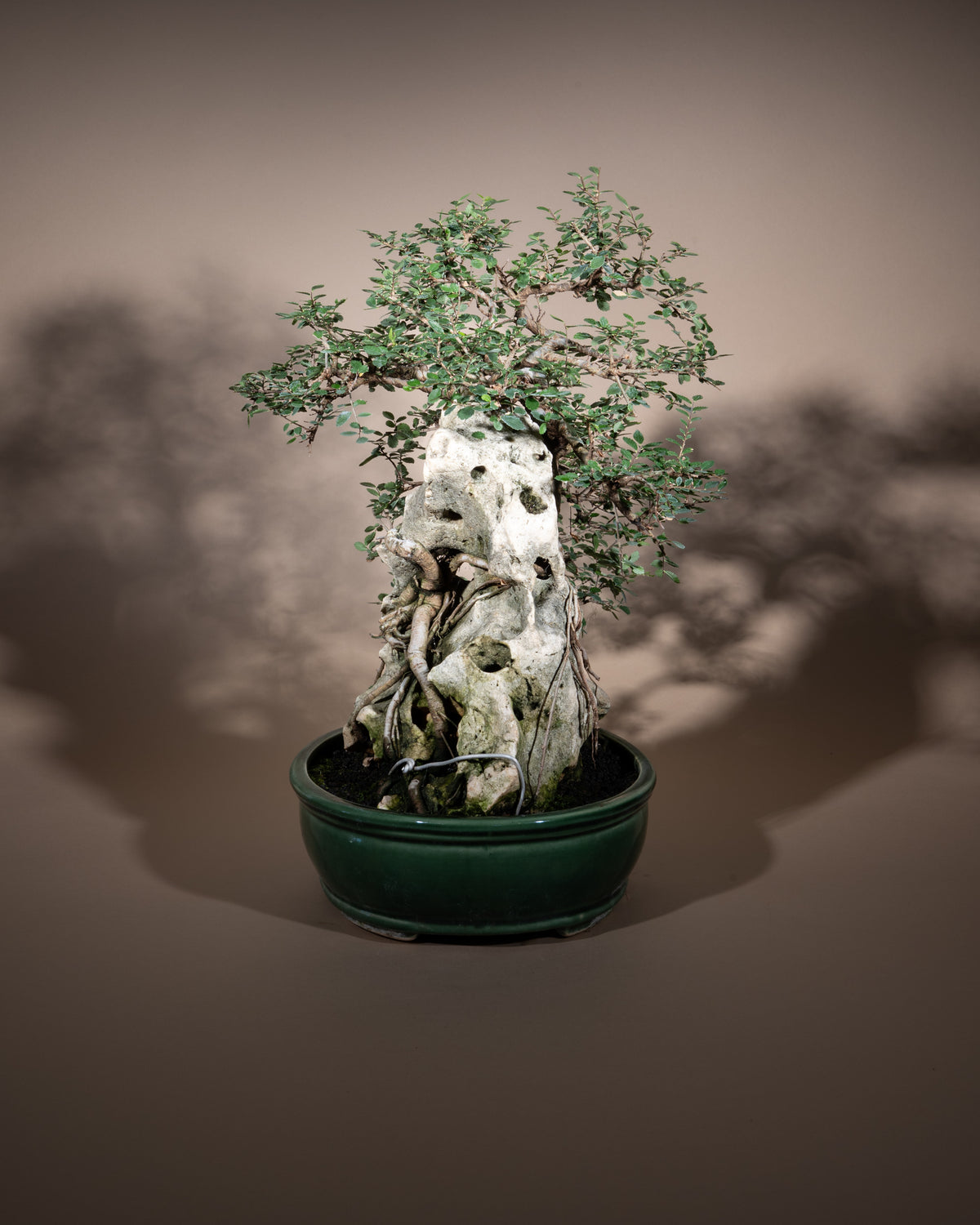Zelkova