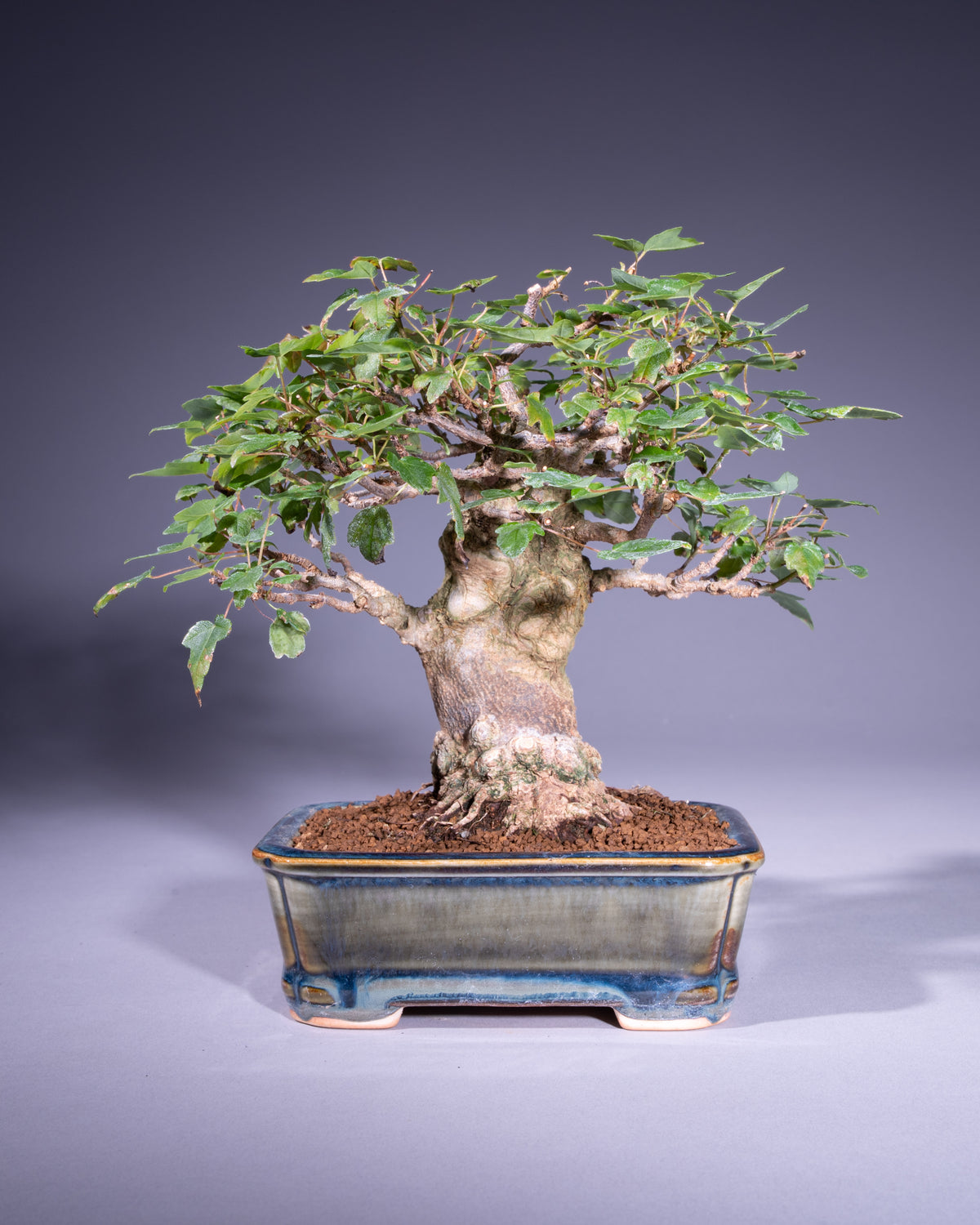 Acer buergerianum – Dreispitz-Ahorn