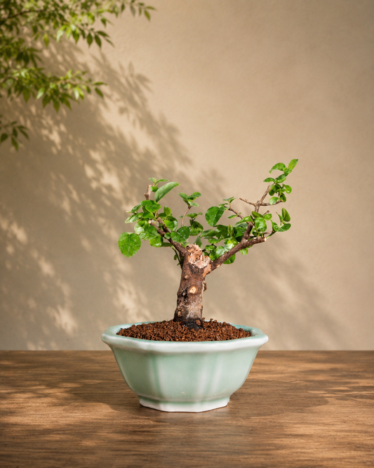 Sageretia