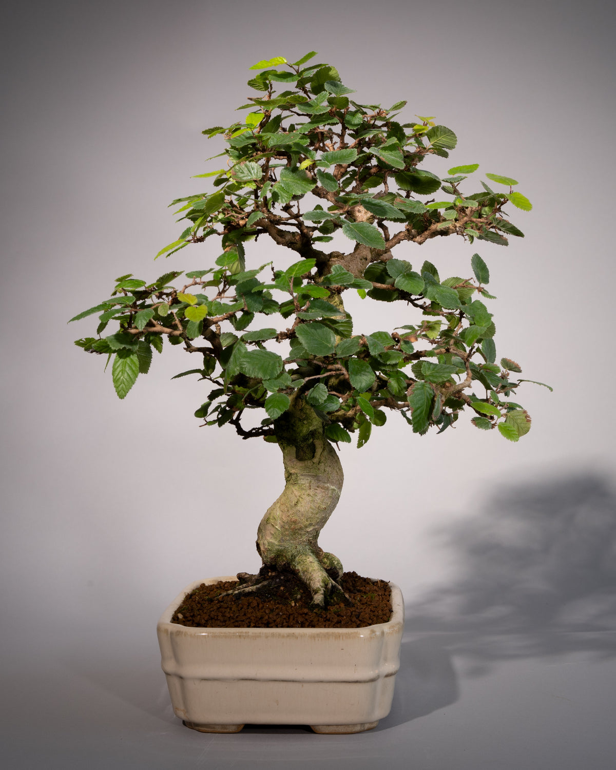 Carpinus coreana – Koreanische Hainbuche