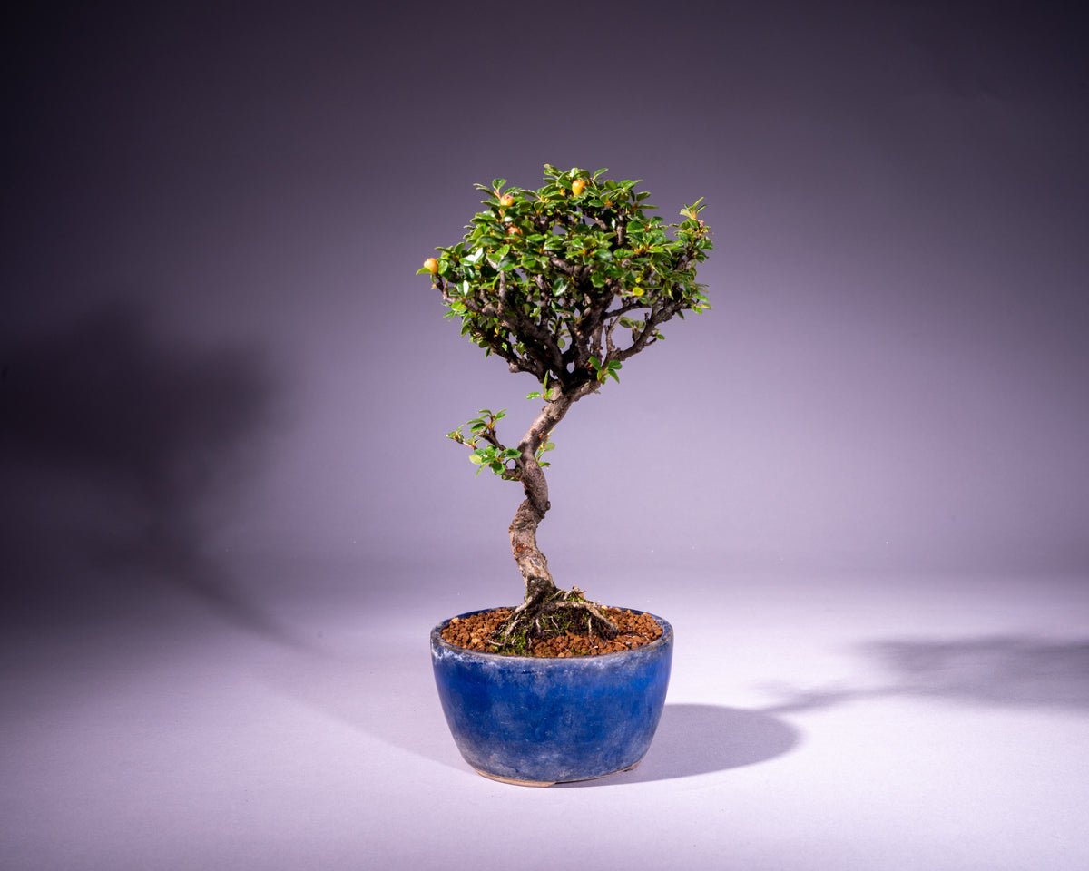 Cotoneaster – Zwergmispel