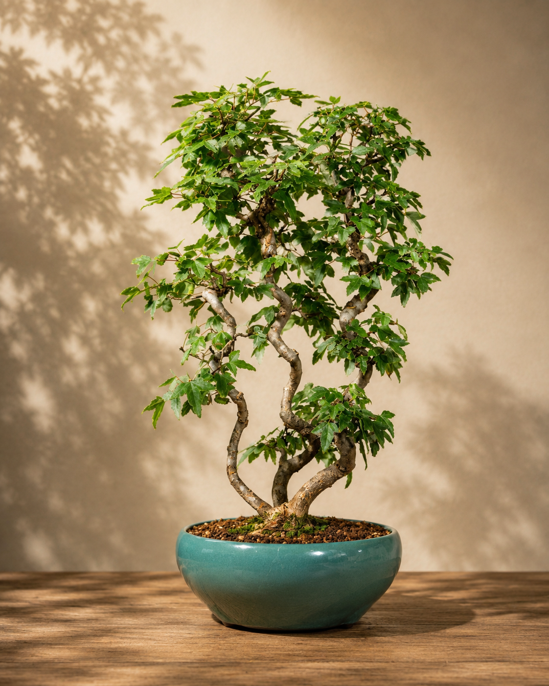 Acer buergerianum – Dreispitz-Ahorn