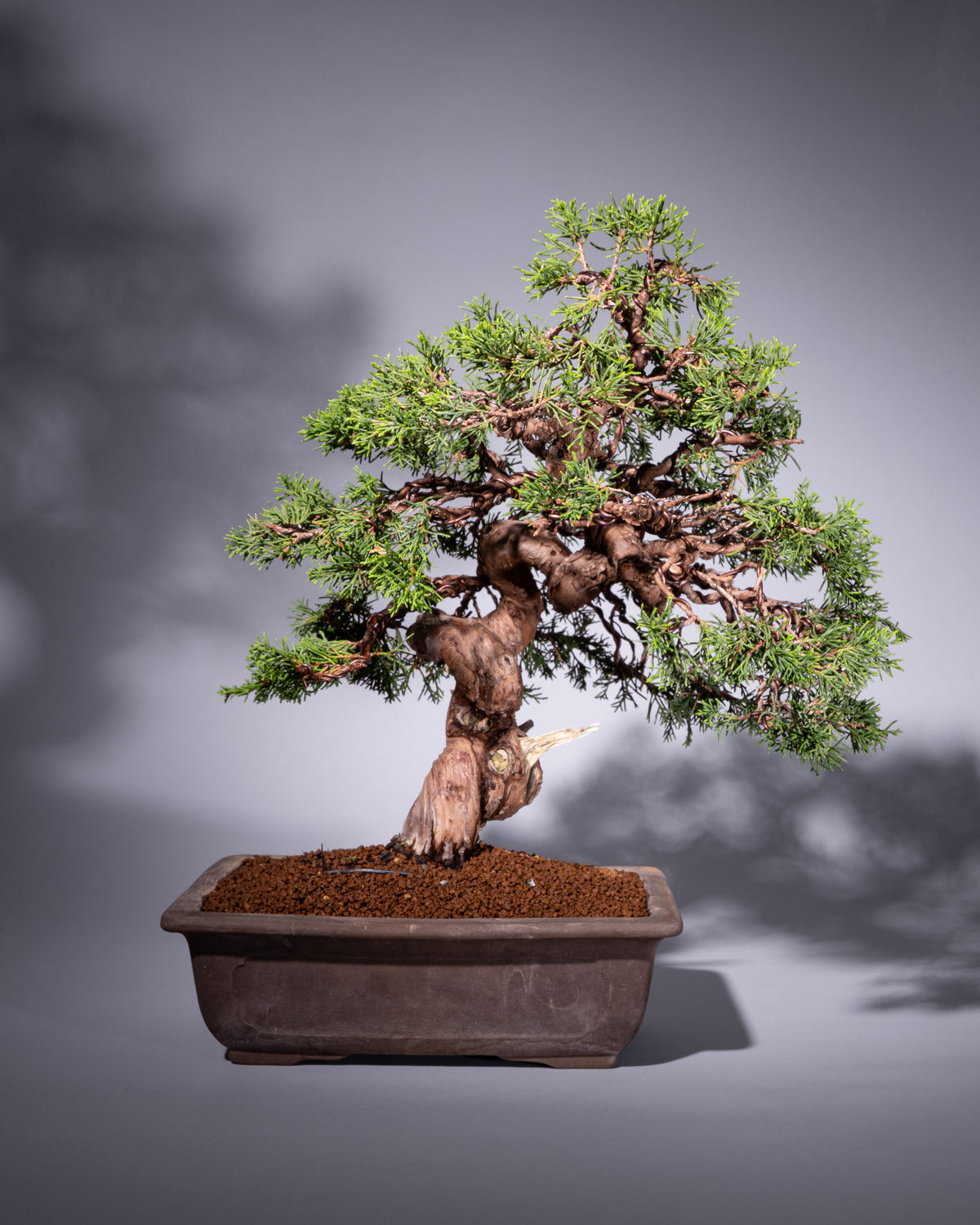 Juniperus chinensis – Chinesischer Wacholder