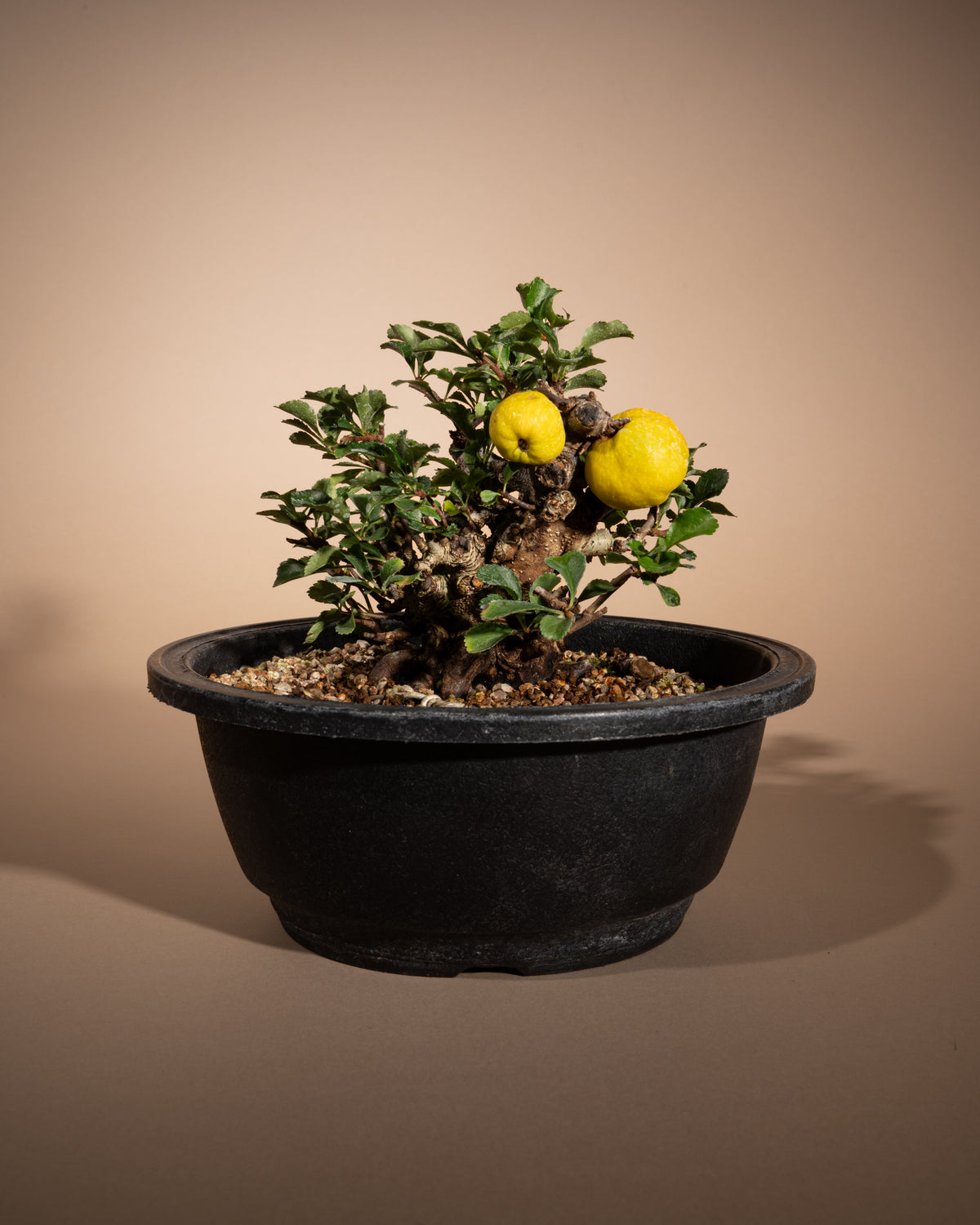 Chaenomeles speciosa – Chinesische Zierquitte