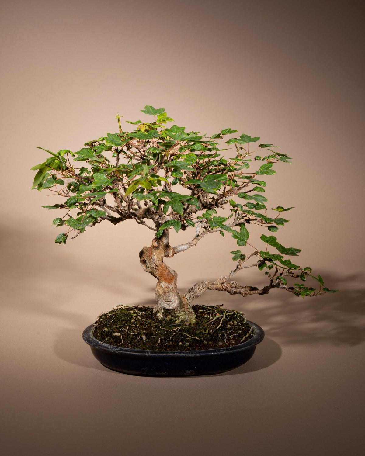 Acer buergerianum – Dreispitz-Ahorn