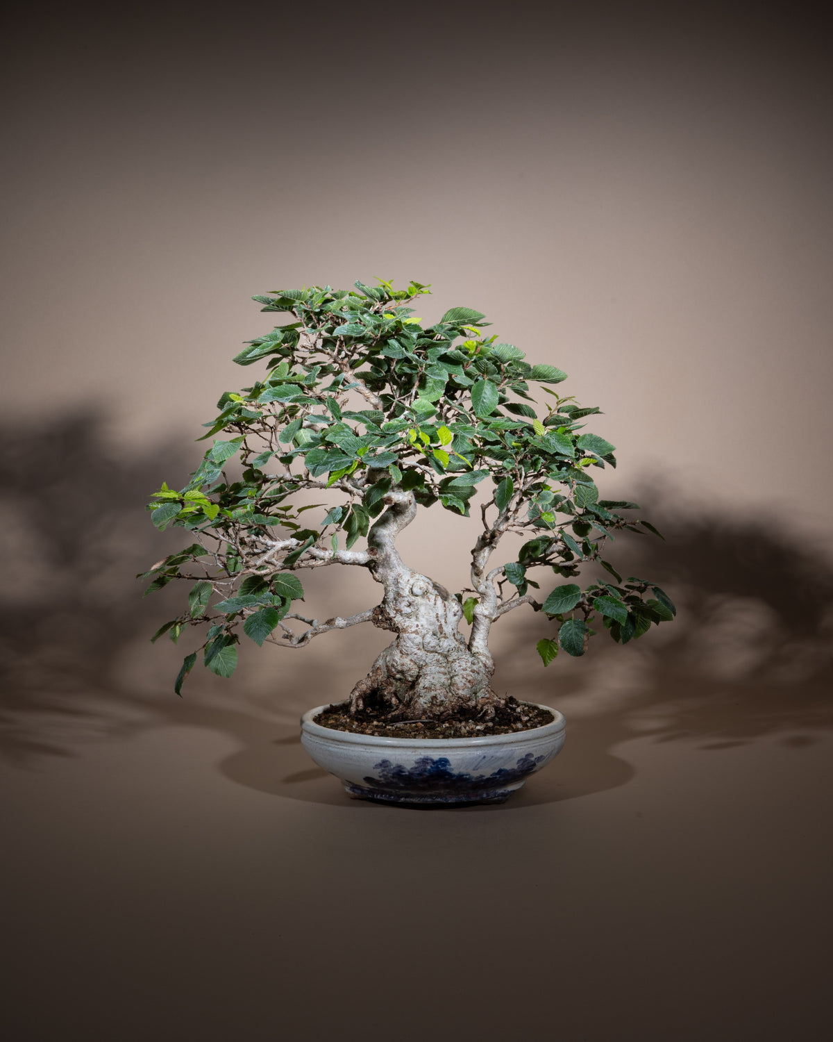 Carpinus coreana – Korean Hornbeam