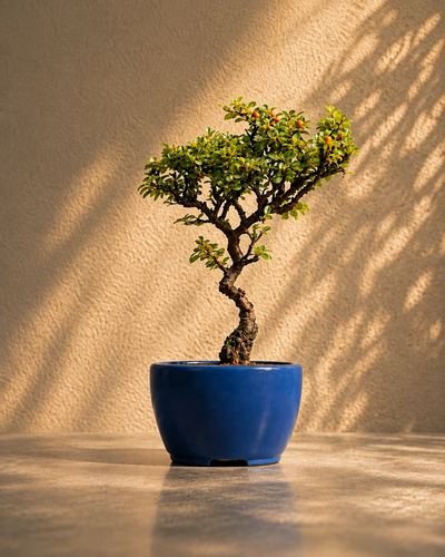 Cotoneaster