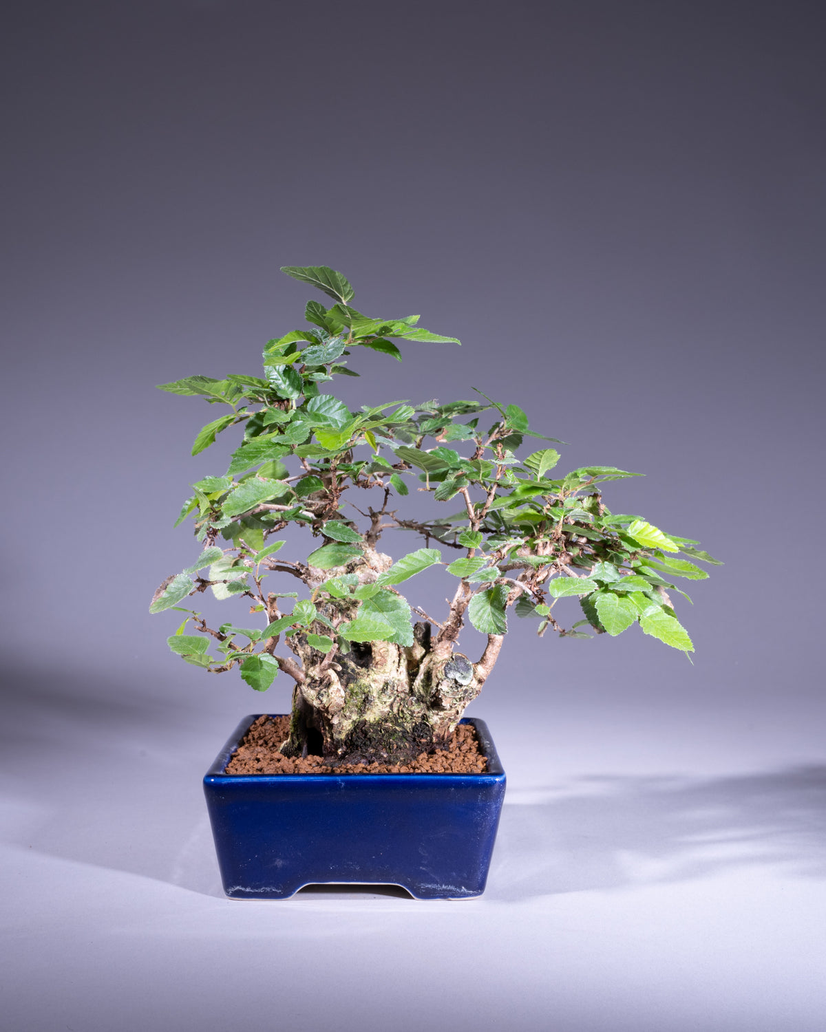 Carpinus coreana – Koreanische Hainbuche