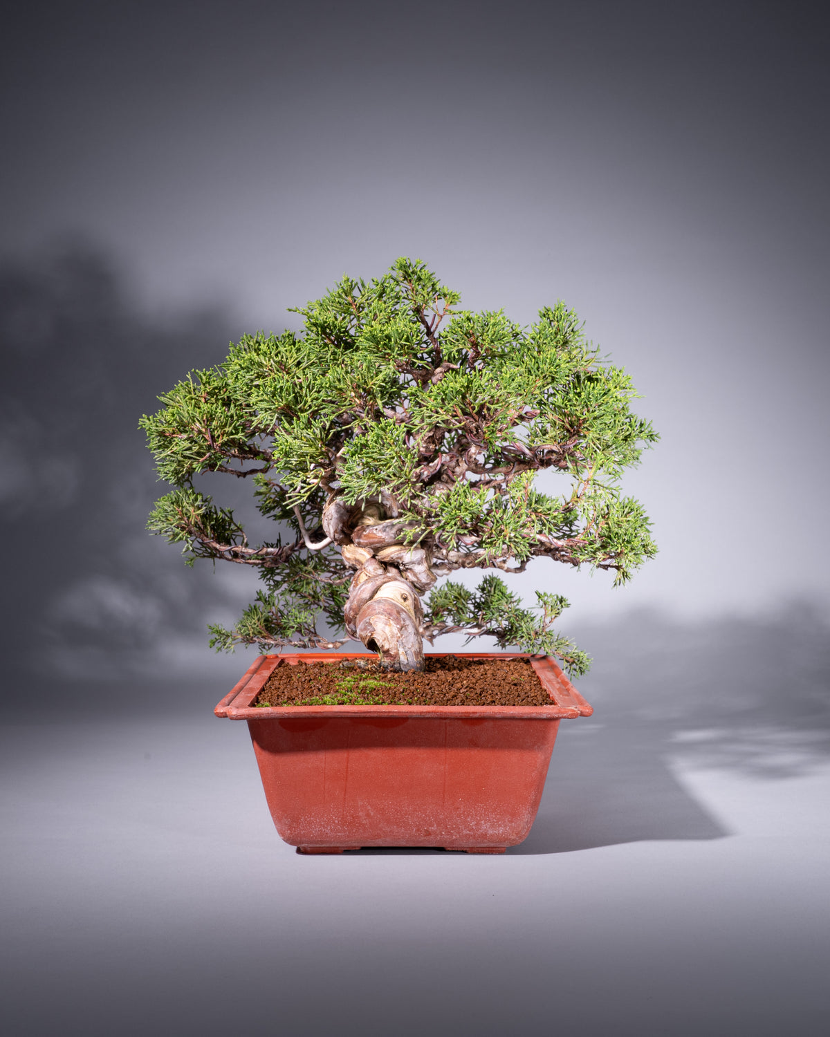 Juniperus chinensis – Chinesischer Wacholder