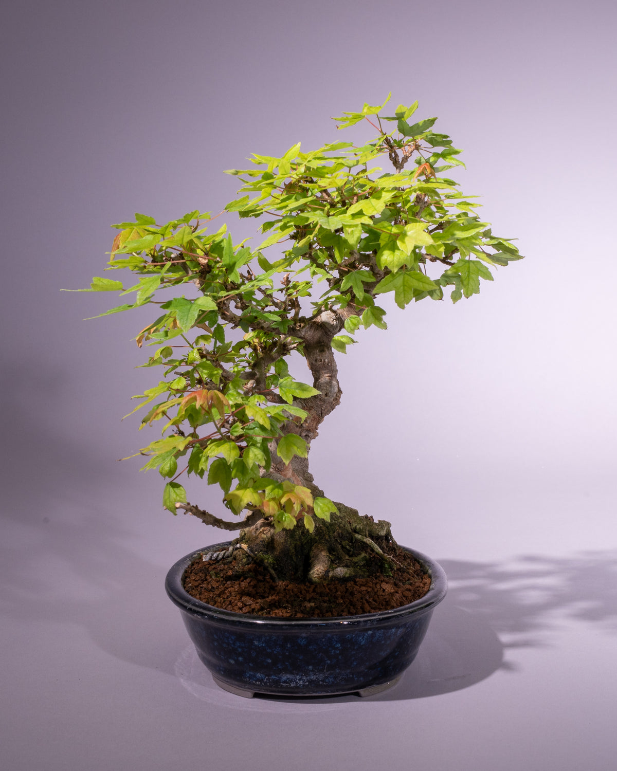 Acer buergerianum – Dreispitz-Ahorn