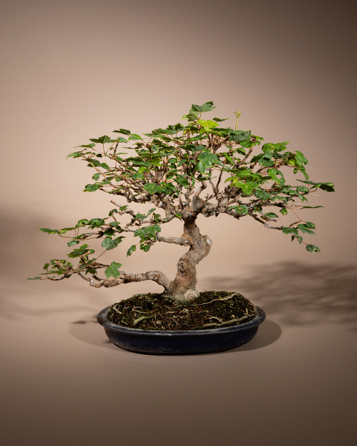 Acer buergerianum – Dreispitz-Ahorn