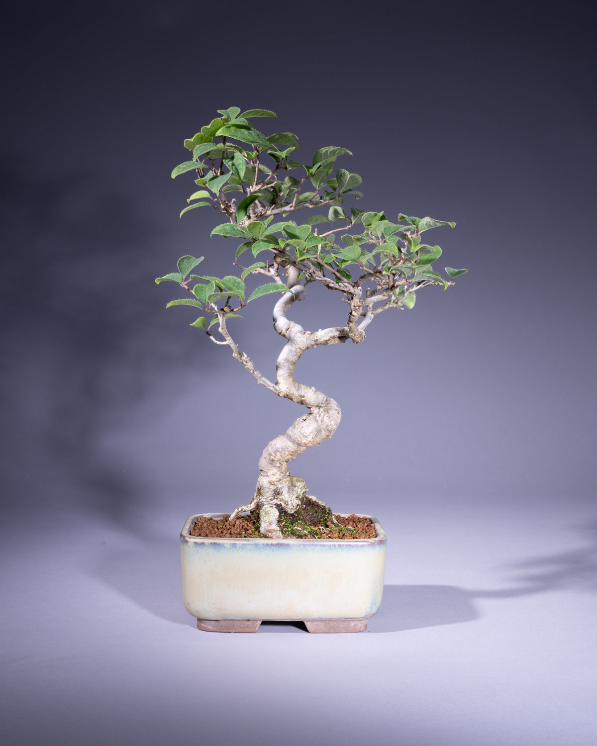 Ilex serrata – Japanische Winterbeere