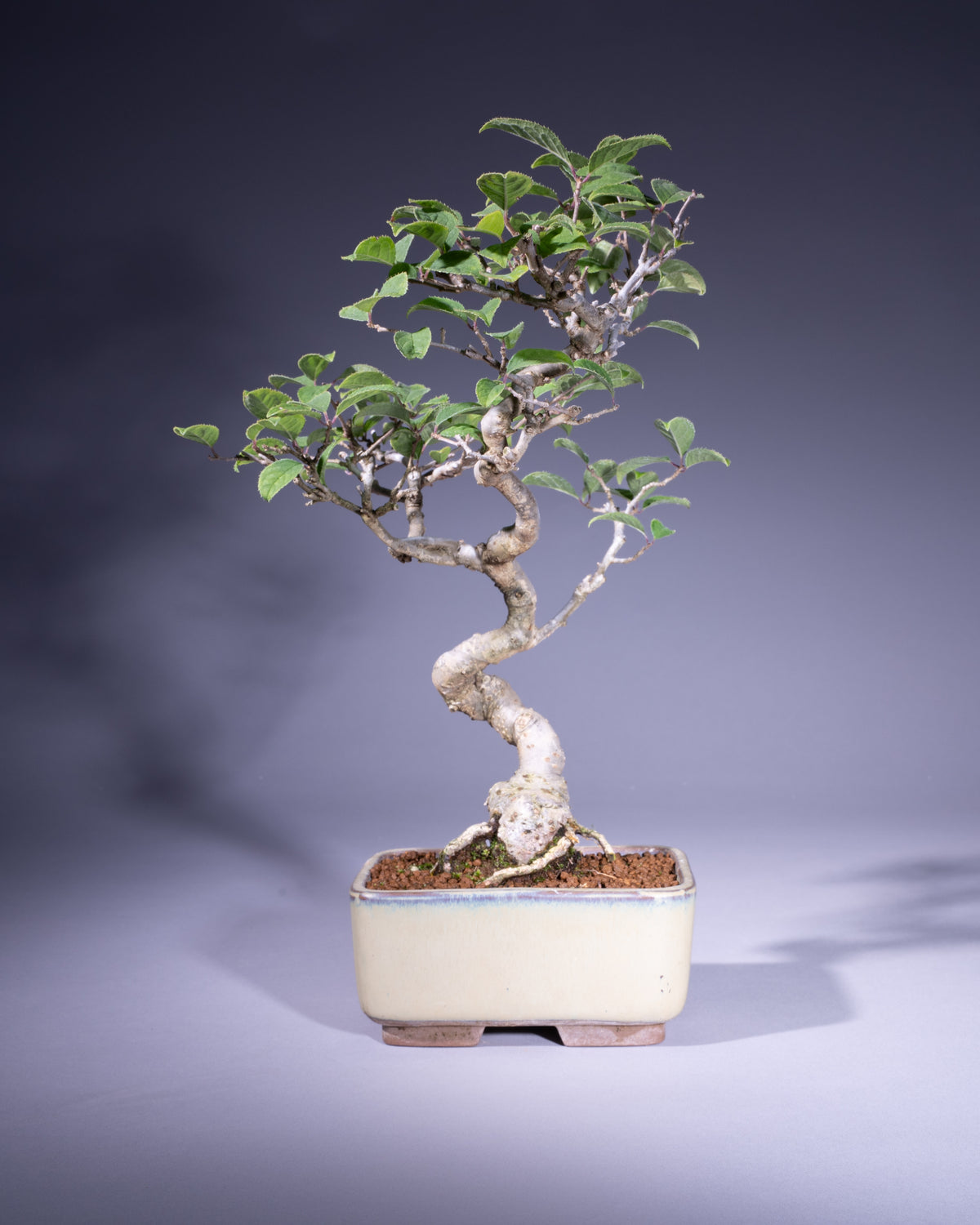 Ilex serrata – Japanische Winterbeere