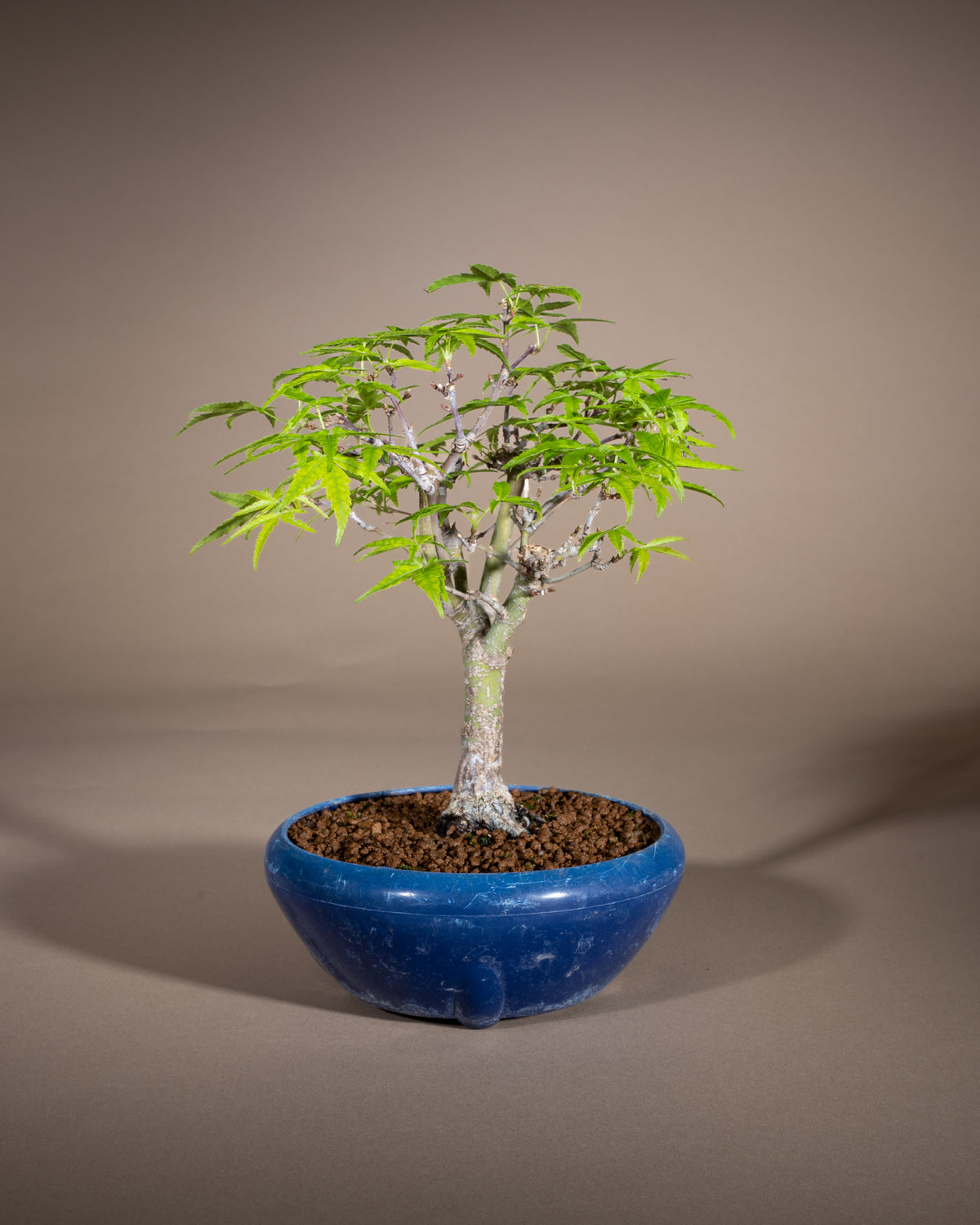 Acer palmatum 'Nagaragawa' – Fächer-Ahorn