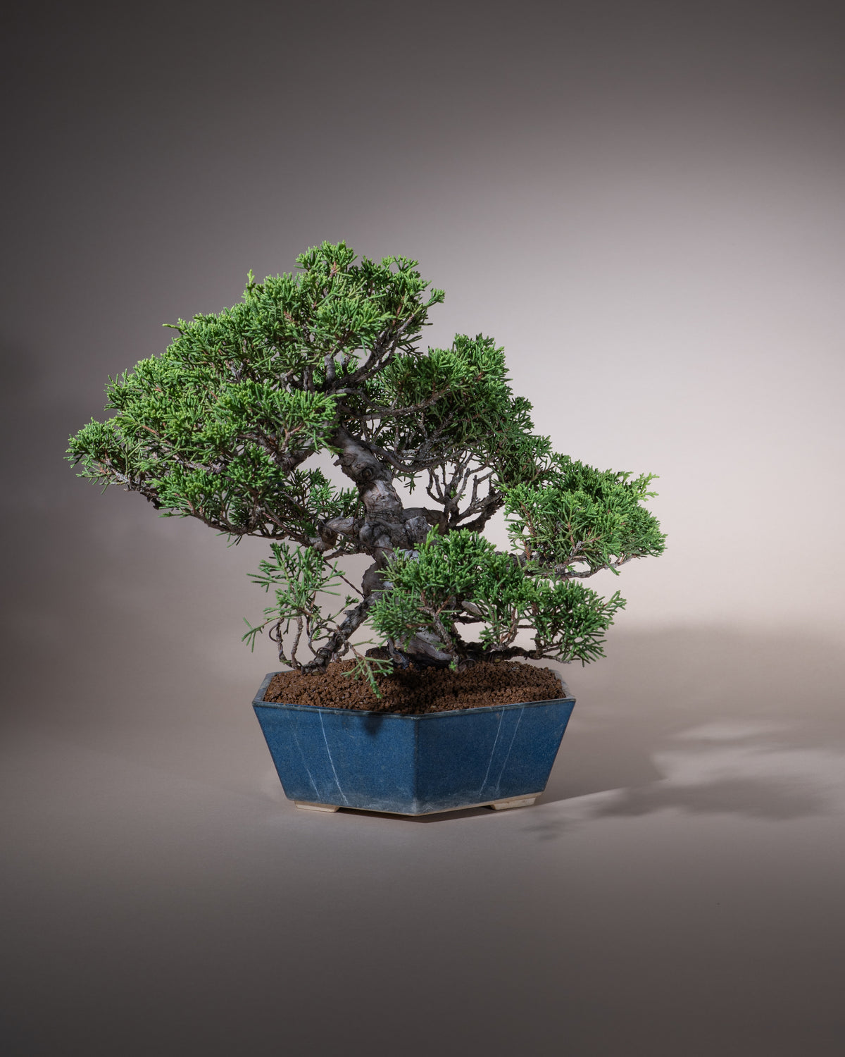 Juniperus chinensis 'Itoigawa' – Chinesischer Wacholder
