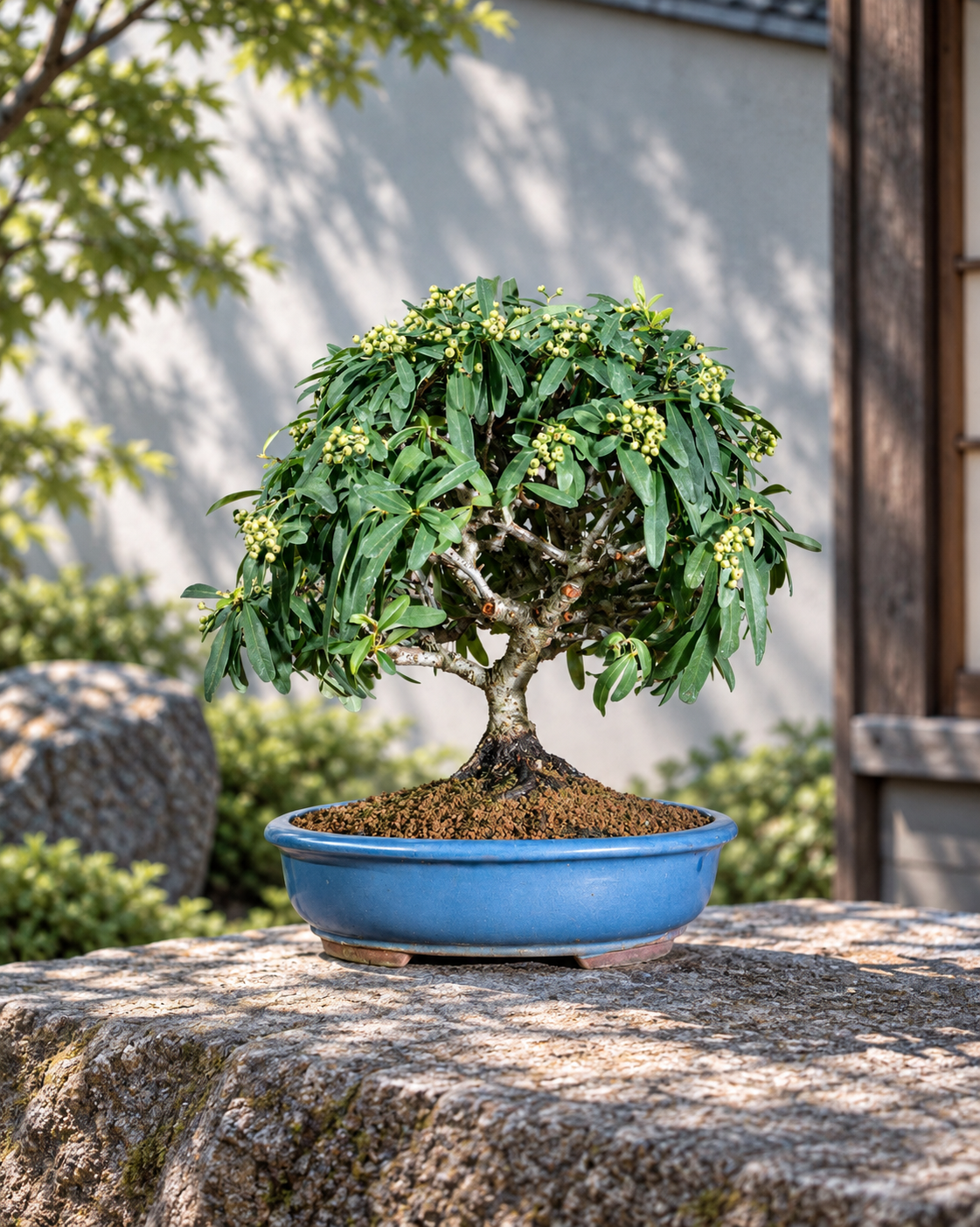 Pyracantha – Feuerdorn