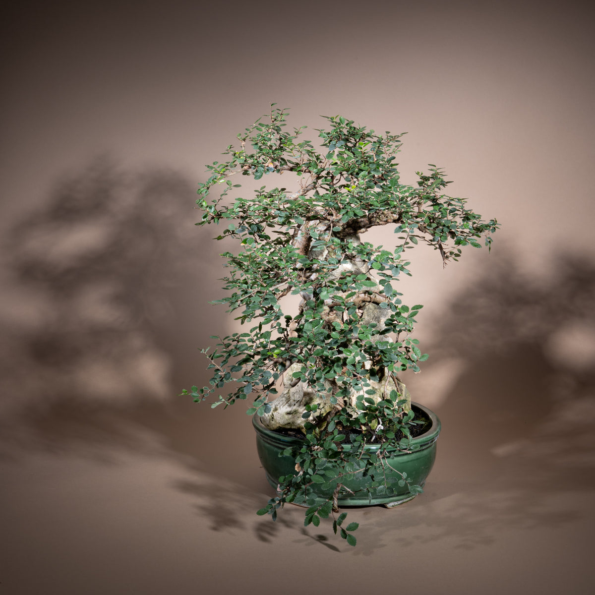 Zelkova