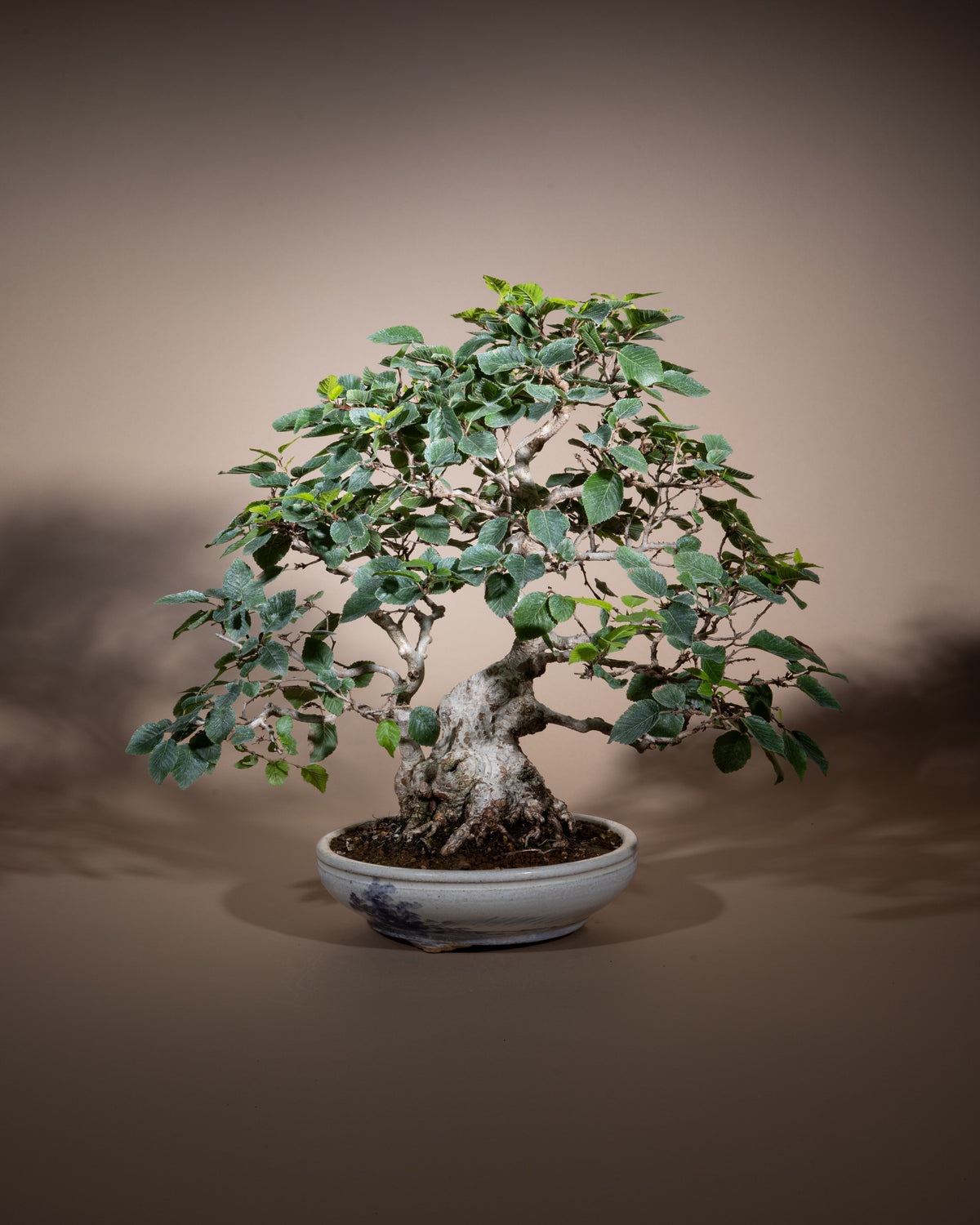 Carpinus coreana – Korean Hornbeam