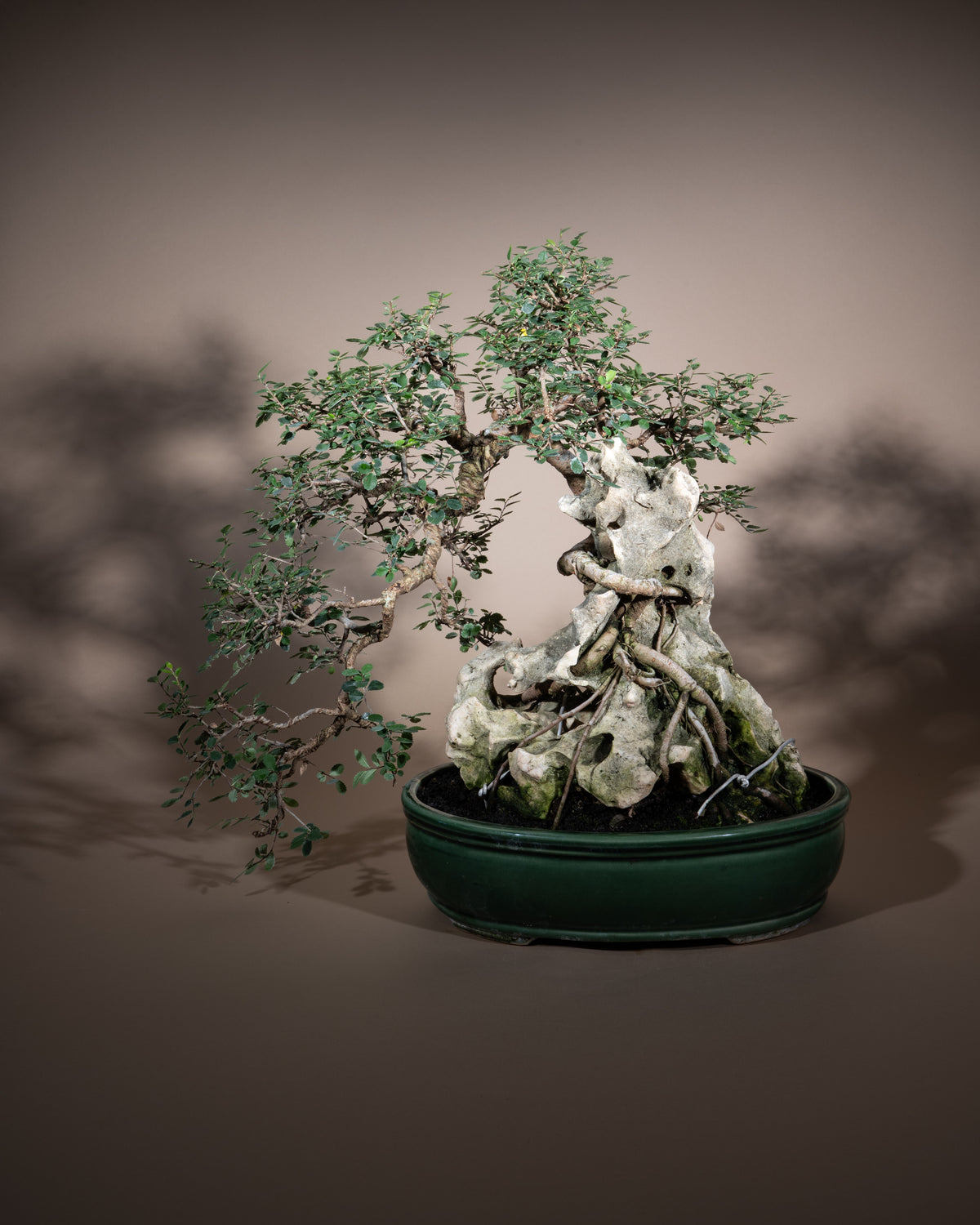 Zelkova