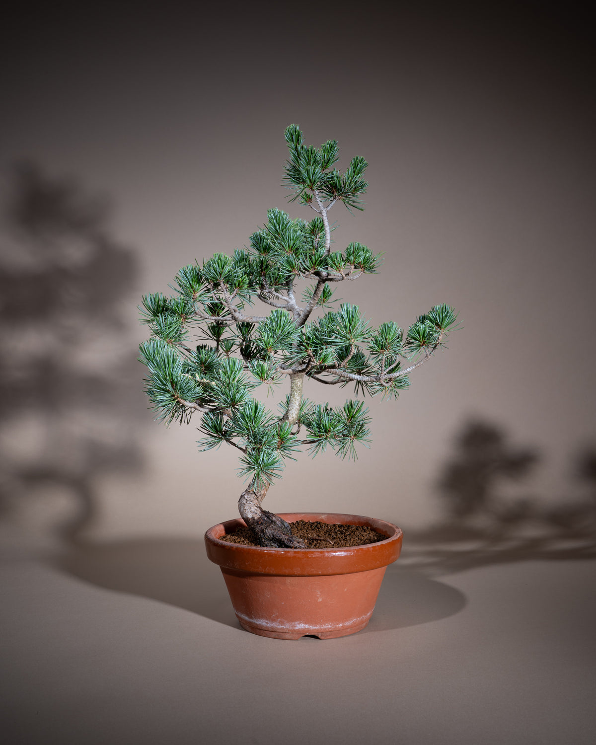 Pinus pentaphylla – Mädchen-Kiefer