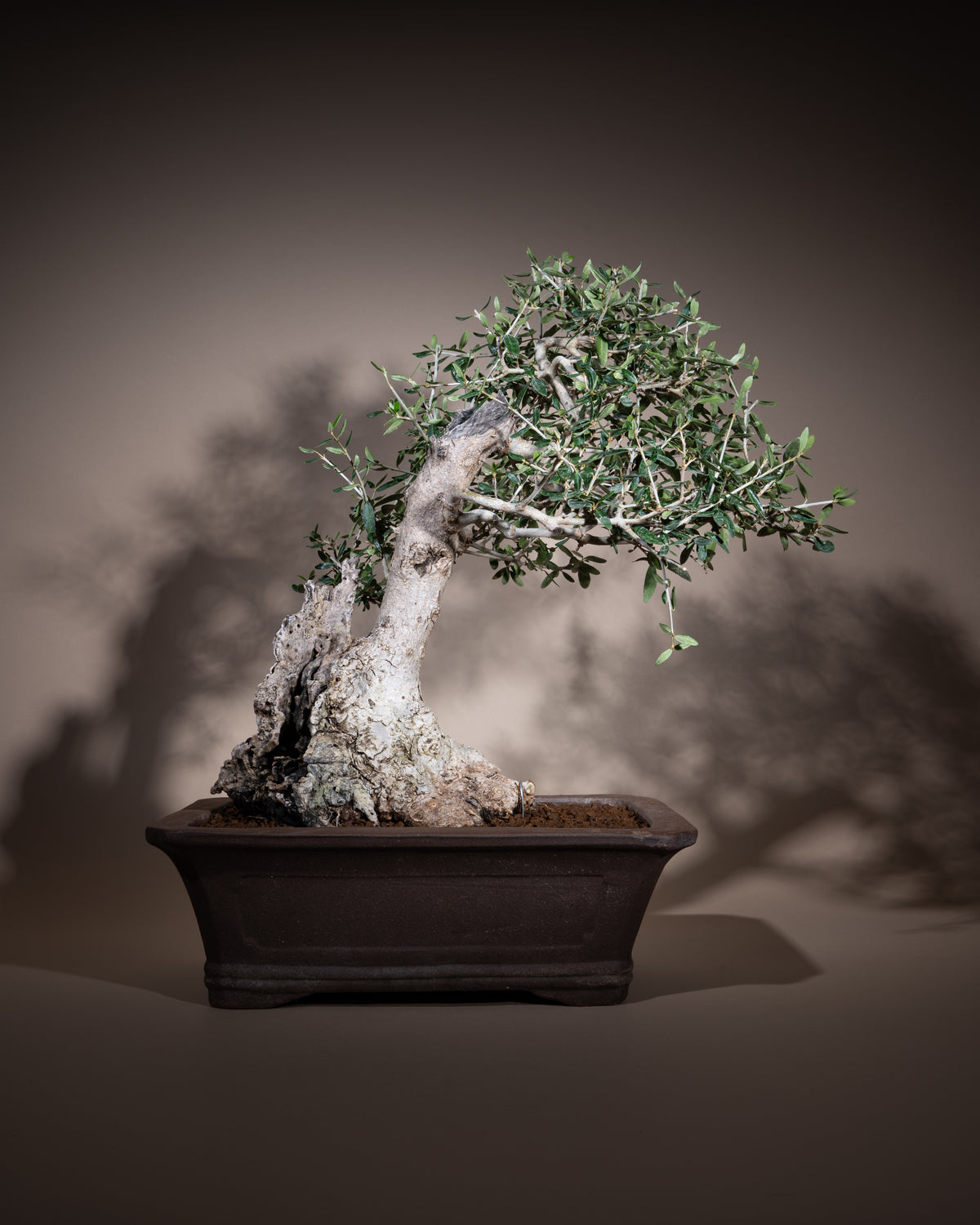 Olea europaea – Olivenbaum