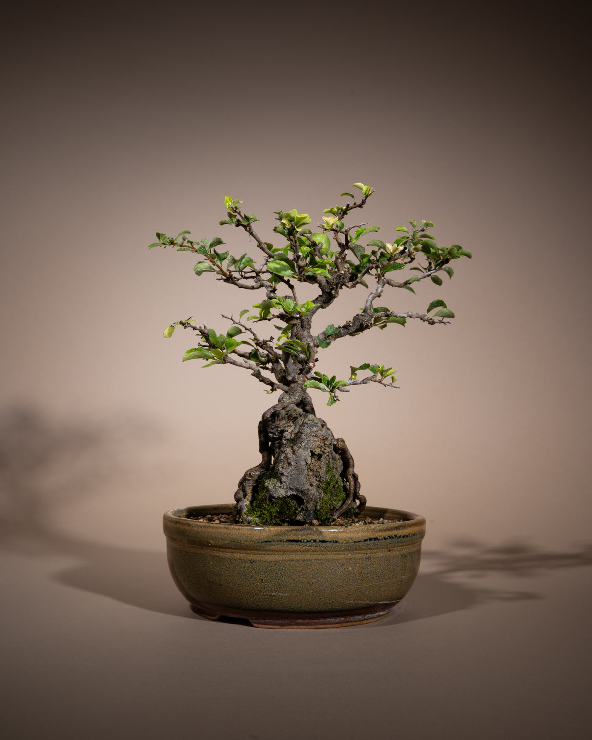 Chaenomeles speciosa – Chinesische Zierquitte