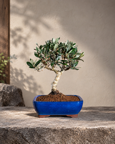 Olea europaea – Olivo