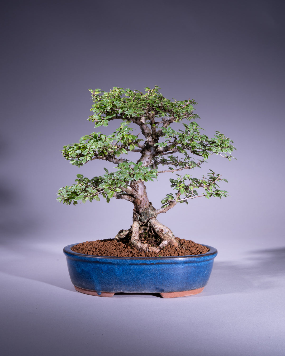 Zelkova
