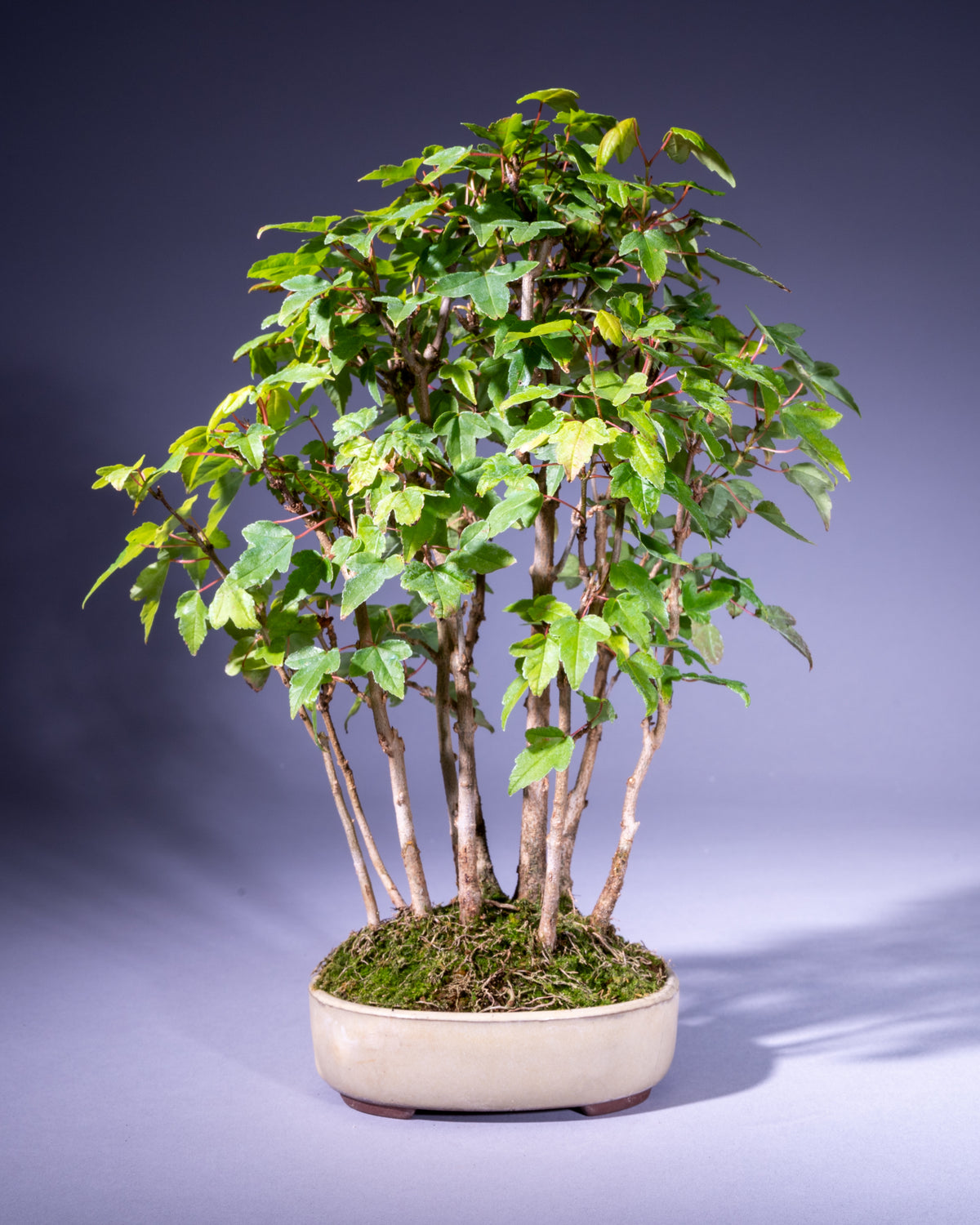 Acer buergerianum – Dreispitz-Ahorn
