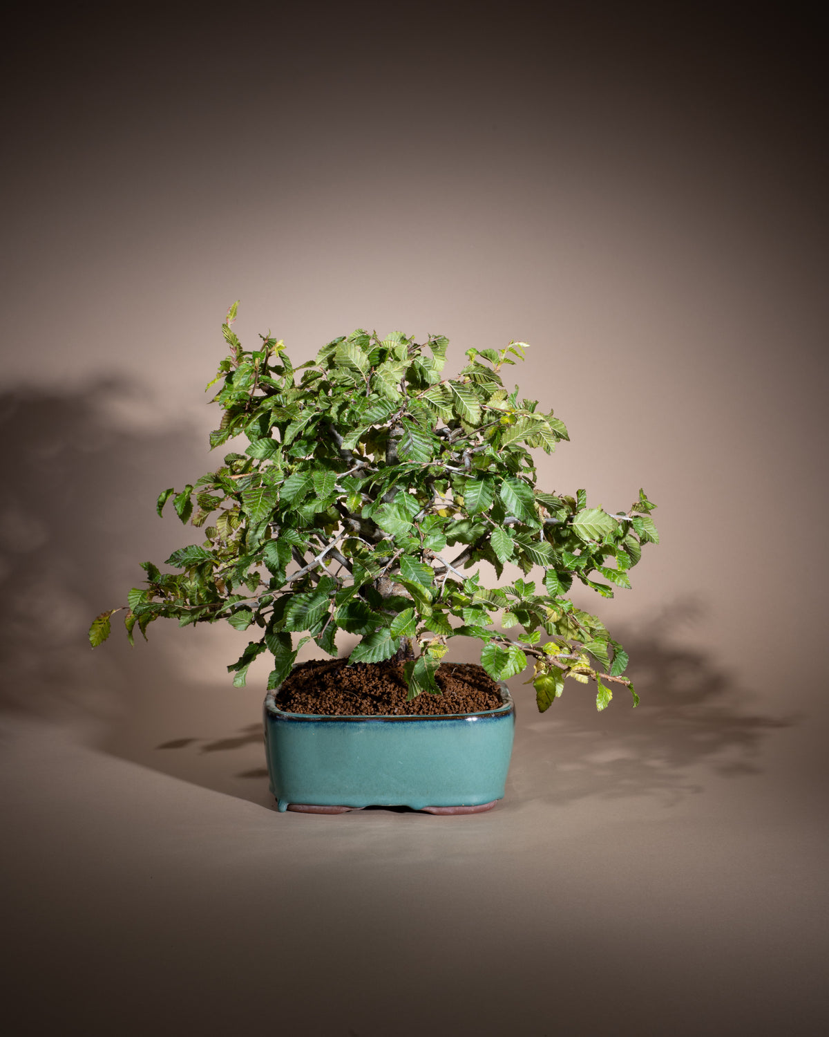 Carpinus orientalis – Orientalische Hainbuche