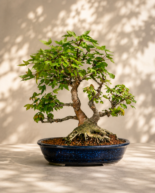 Acer buergerianum – Trident Maple